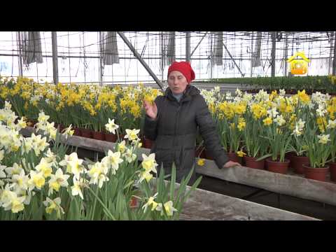 Видео: Луковичные цветы. Выгонка, передержка, посадка // FORUMHOUSE