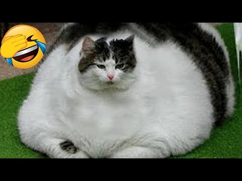 Видео: Эти забавные животные рассмешат вас до слез! 😂