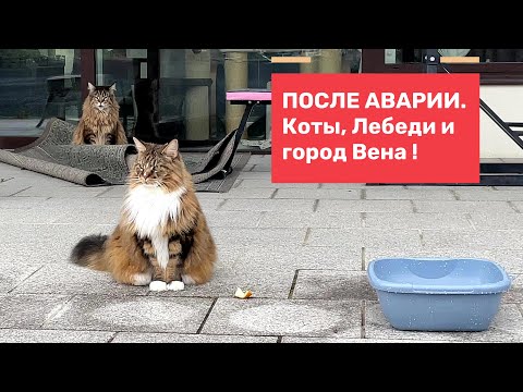 Видео: После аварии. Коты, Лебеди и город Вена