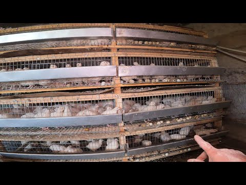 Видео: Перепелиный бизнес