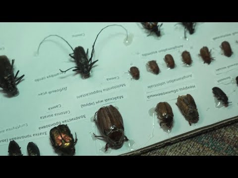 Видео: Коллекция насекомых