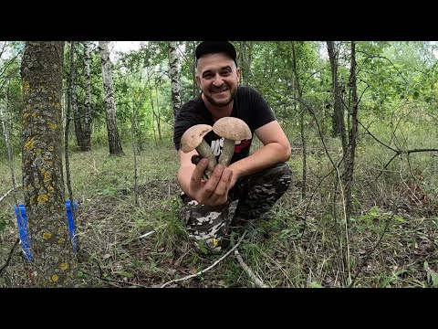Видео: У ГРИБНИКА ПРОПАЛ ДАР РЕЧИ!!! Нашел нетронутый лес. Сбор грибов