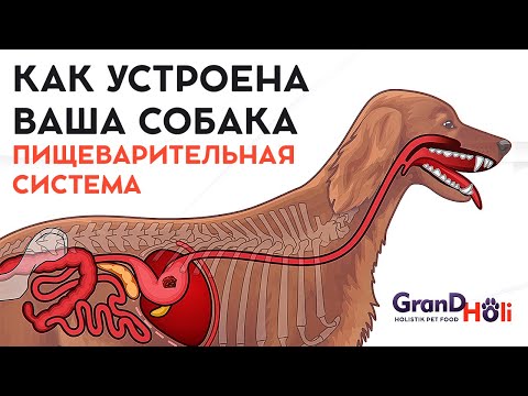 Видео: Пищеварительная система собаки. Подробно о том как все устроено.
