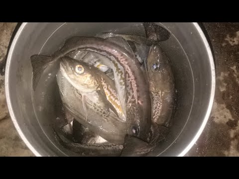 Видео: Минтай пришёл в Находку. Ловля минтая в ночное время на Мысу Астафьева