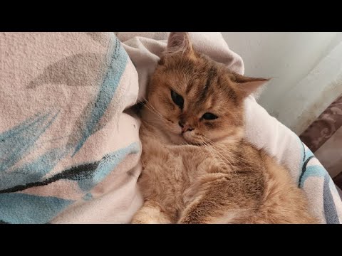 Видео: СТРИМ ВОСКРКСНЫЙ #Live #stream #livestream