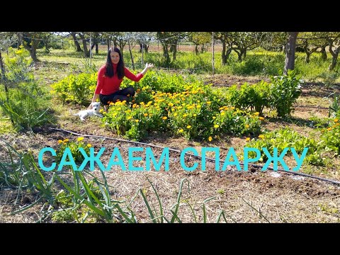 Видео: 67. ЖИЗНЬ на ХУТОРЕ в марте.  СПАРЖА. Грядки.  Апельсины.