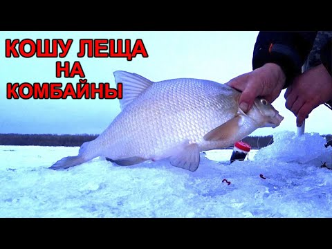 Видео: КОСИМ ЛЕЩА! ОТКРЫТИЕ СЕЗОНА! РЫБАЛКА НА КОМБАЙНЫ.