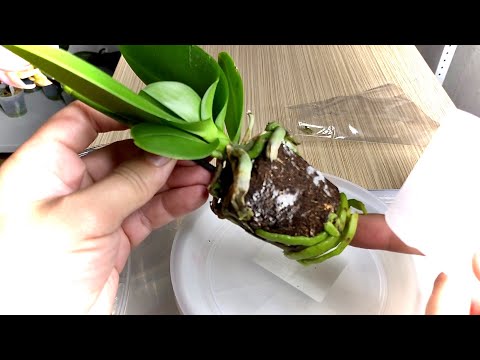 Видео: новая ОРХИДЕЯ, чищу корни орхидеи и профилактика орхидеи от насекомых и гнили