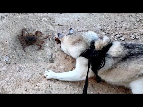 Видео: Волчонок Норд и очень смеллый речной Краб