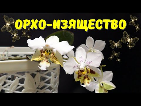 Видео: Phalaenopsis Stuartiana – красота и изящество! Сравниваем цветение разных стюартиан