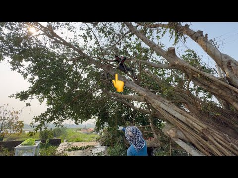 Видео: Спиливание старого наклонного дерева баньяна | Профессиональная обрезка деревьев бензопилой