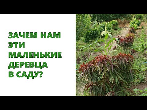 Видео: Зачем нам эти маленькие карликовые деревца в саду?