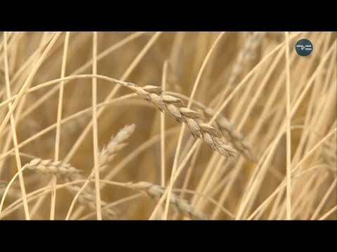 Видео: Большие открытия: селекция пшеницы.