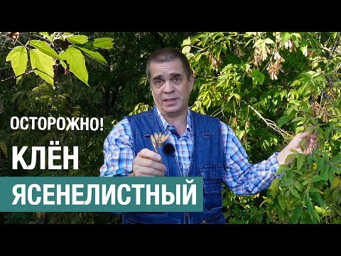 Видео: Чем опасен клен ясенелистный (американский), и как с ним бороться