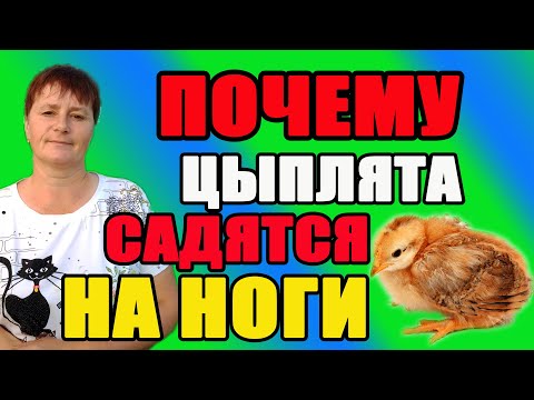 Видео: Почему цыплята садятся на ноги. Причины и решение проблемы.