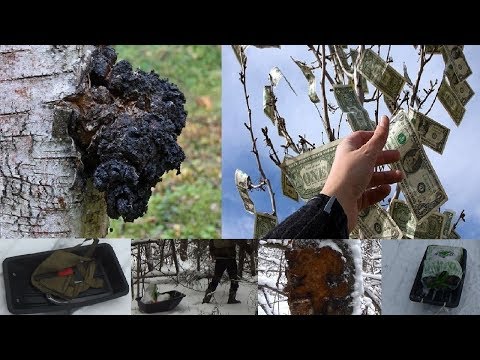 Видео: Заработать на Чаге зимой. Сбор Чаги березовой на продажу.