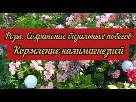 Видео: Розы. Сохранение базальных побегов в августе. Кормление Калимагнезией.