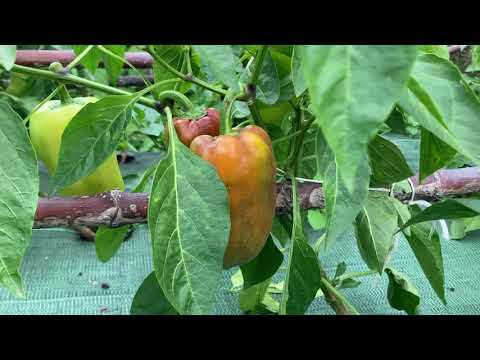 Видео: Перець болгарський на Львівщині