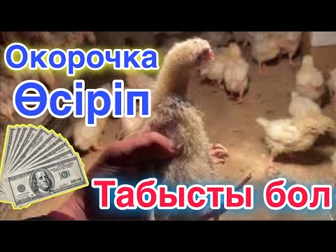 Видео: Бекер жатпай ҚҰС өсіріп ПАЙДА тап!