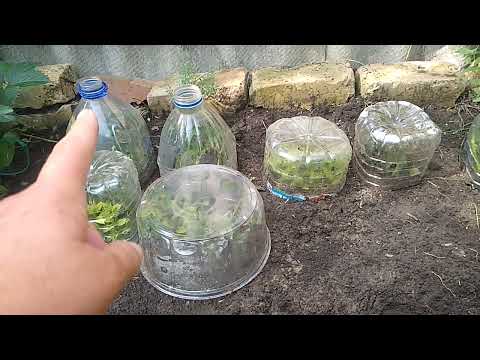 Видео: Укоренённые черенки  Роз этого и прошлого года.