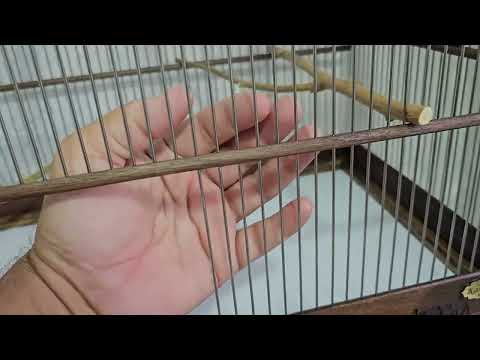 Видео: КАТАКНИ ТЎҒРИ ТАНЛАШ-ВЫБОР КЛЕТОК