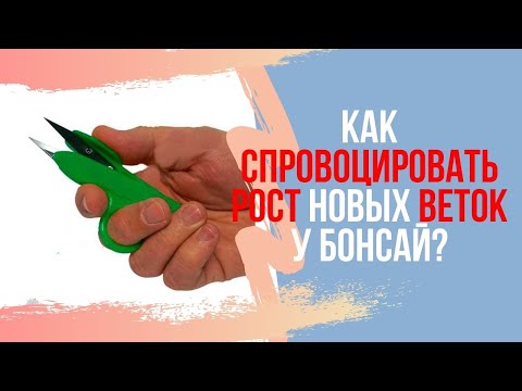 Видео: Как спровоцировать рост новых веток бонсай? Подрезка веток и побегов бонсай.