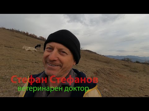 Видео: Месодайното белгийско синьо на Стефан и телетата Вагу. Една пържола Кобе от Вагу струва до 150 лева.