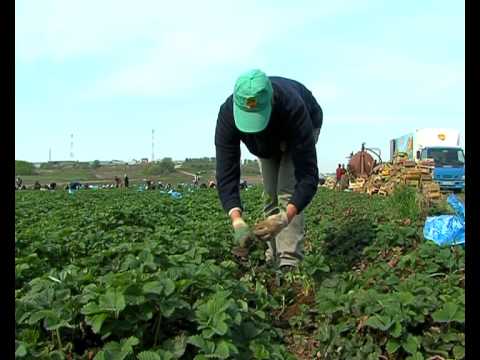 Видео: Совхоз имени Ленина