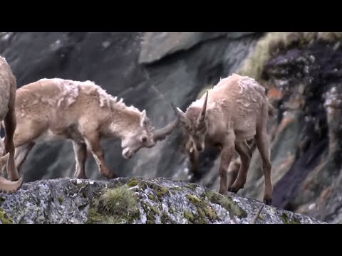 Видео: Весна по всей Европе: от Альп до Полярного моря
