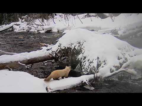 Видео: 80 дней в тайге, Пушной промысел. Видеодневник. Часть 11