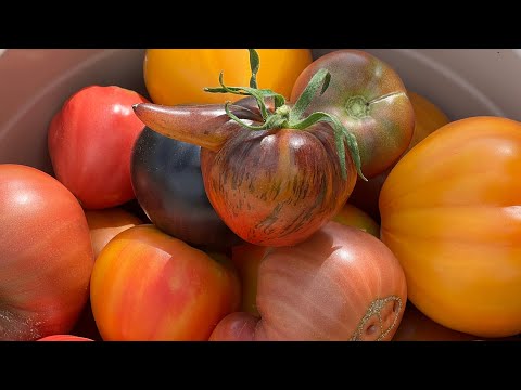 Видео: 😱Началось - томаты ведрами , тазиками 🤗. Обзор томатов из Уральской теплицы#обзортоматов#нравится 