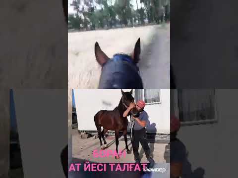 Видео: БОРАН 04/09/2020Ж Ат йесі Талғат