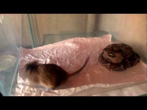 Видео: Императорский удав кормление ( boa constrictor imperator eats )
