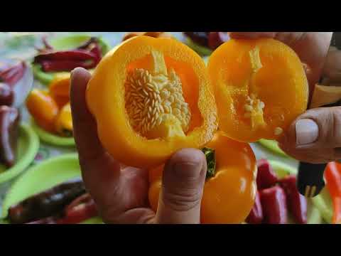 Видео: Гигантские перцы в разрезе + обзор на кустах