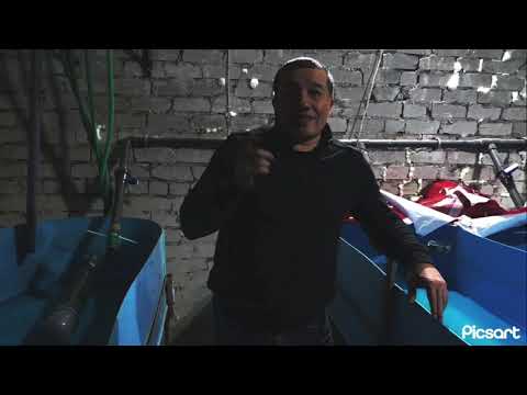 Видео: 13 неудачных инкубаций осетровых