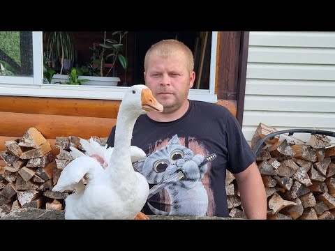 Видео: ГУСЬ ПО ДЕРЕВЕНСКИ в казане на костре