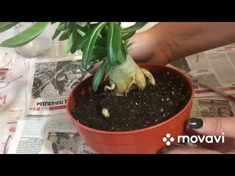 Видео: Адениум, у меня новое увлечение😉🪴 пересадка, новая полка для них😊