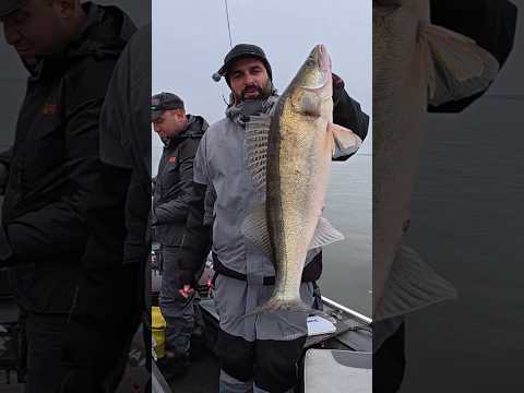 Видео: Такою ПРИМАНКОЮ Перевалив КОРЧ і сюда ТРОФЕЙЧИК #shorts #fishing #short