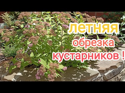 Видео: ЛЕТНЯЯ ОБРЕЗКА кустарников, СПИРЕЯ, ШАЛФЕЙ, ЧИСТЕЦ. Для ЧЕГО и ЗАЧЕМ?