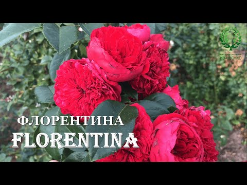 Видео: Флорентина / Florentina -удивительная плетистая роза. Питомник 🌹 и 🌲 Е. Иващенко