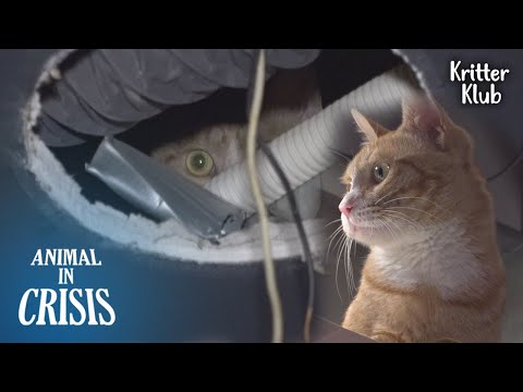 Видео: Секрет кота, прячущегося внутри потолка ресторана l Animal in Crisis Ep 339