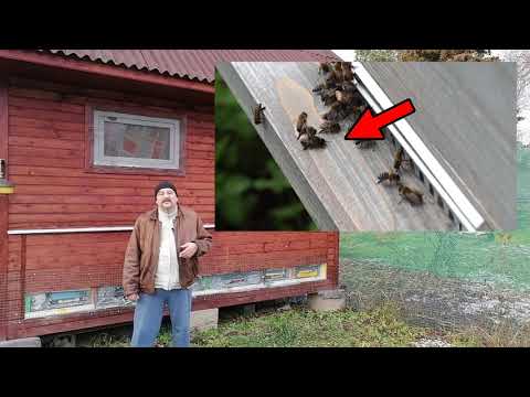 Видео: 🔴 Как трутни собирают мёд в пчелиной семье 🔴
