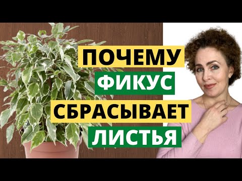 Видео: ФИКУС Бенжамина. Бонсай Фикус Микрокарпа. Фикус Бонсай. Фикус Гинсенг. Фикус.