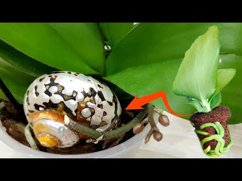 Видео: ТЕПЕРЬ только ТАК сажаю ОРХИДЕИ фаленопсис! ШИКАРНЫЕ результаты. орхидея