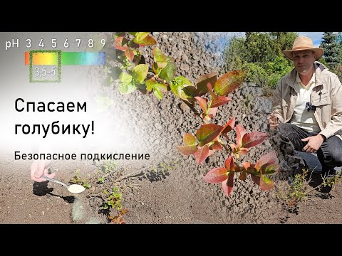 Видео: Спасаем голубику! Безопасное подкисление