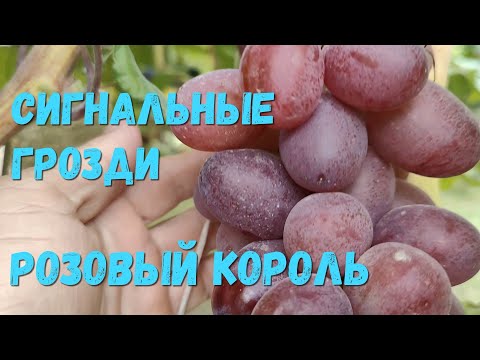 Видео: Обзор сигнальных гроздей на прививках 2025 г.(2)