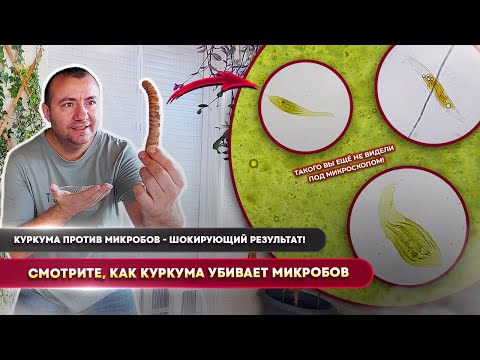 Видео: 😱 Куркума уничтожает всё живое под микроскопом! Реальный эксперимент, без фальши! 🔬