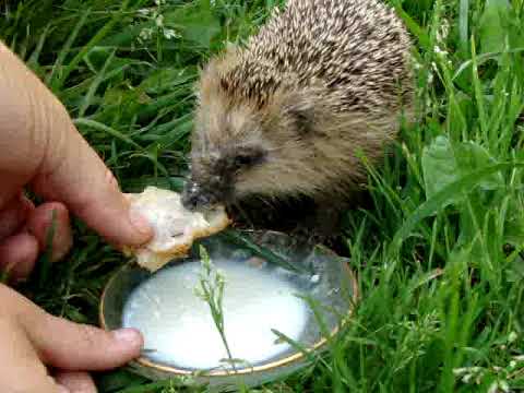Видео: Ёжик не в тумане