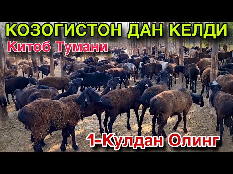 Видео: 700 БОШ КУЗИЛАР КЕЛДИ! КОЗОГИСТОНДАН ЯНГИ ПАРТИЯ КЕЛДИ! БИРИНЧИ КУЛДАН ОЛИНГ! 