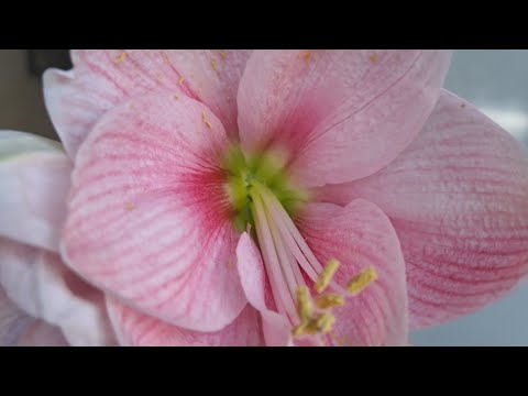 Видео: Гиппеаструм. Новые 2 луковицы.